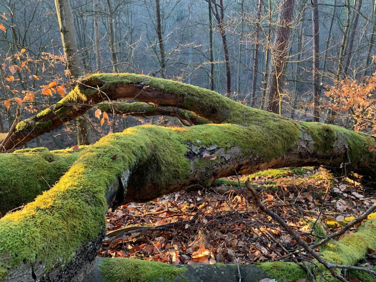 Agroturystyka Gesiniec Stare Osieczno Exteriér fotografie